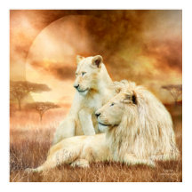 2つの白いライオンズ – 一緒にファインアートポスター/プリント