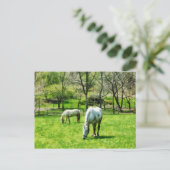 2つの白い馬の放牧 ポストカード (スタンド正面)