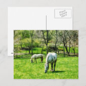 2つの白い馬の放牧 ポストカード (正面/裏面)