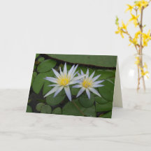 2つの白い《植物》スイレン