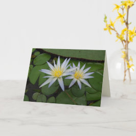 2つの白い《植物》スイレン カード