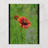 2つの種類 ポストカード (正面)