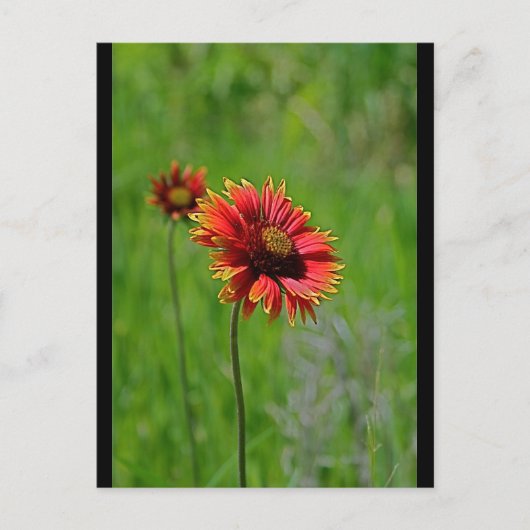 2つの種類 ポストカード (正面)