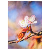 2つの素晴らしい桜の花。ピンク、青 クリップボード (裏面)