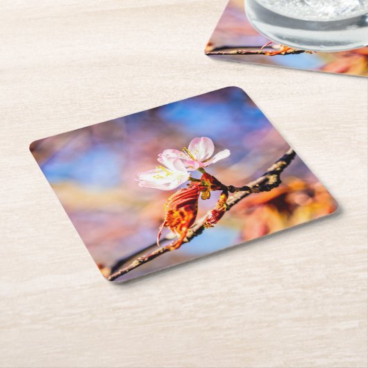 2つの素晴らしい桜の花。ピンク、青 スクエアペーパーコースター (アングル)