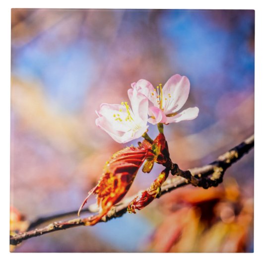 2つの素晴らしい桜の花。ピンク、青 タイル (正面)
