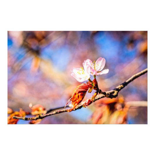 2つの素晴らしい桜の花。ピンク、青 フォトプリント (正面)