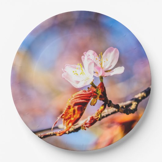 2つの素晴らしい桜の花。ピンク、青 ペーパープレート (正面)