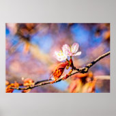 2つの素晴らしい桜の花。ピンク、青 ポスター (正面)