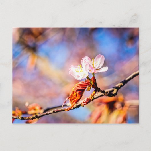 2つの素晴らしい桜の花。ピンク、青 ポストカード (正面)