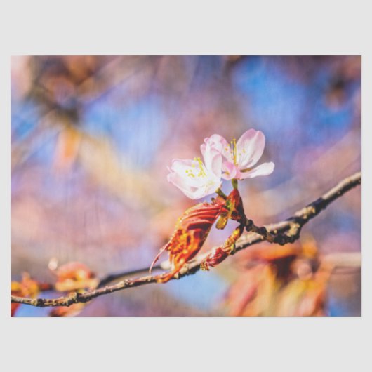 2つの素晴らしい桜の花。ピンク、青 薄葉紙 (正面)