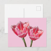 2つの美しいピンクのチューリップお客様。BG DIYポストカード ポストカード (正面/裏面)
