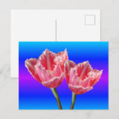 2つの美しいピンクのチューリップブルーBGディウィーポストカード ポストカード (正面/裏面)