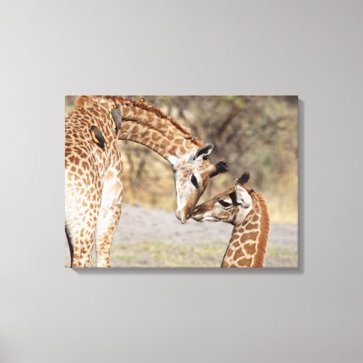 2つの若いキリン キャンバスプリント (正面)