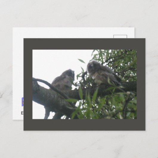 2つの若い長い耳のフクロウDIYはがき シーズンポストカード (正面/裏面)