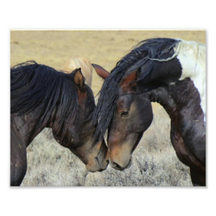 2つの茶色の野生の馬のヌズリング フォトプリント