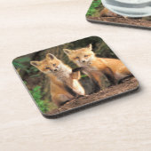2つの赤いキツネの子達の前のパップ コースター (左側)