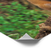 2つの赤いキツネの子達の前のパップ ポスター (角)