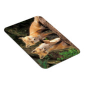 2つの赤いキツネの子達の前のパップ マグネット (右側)