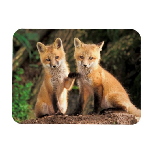 2つの赤いキツネの子達の前のパップ マグネット (横)