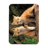 2つの赤いキツネの子達の前のパップ マグネット (縦)