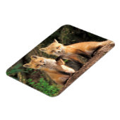 2つの赤いキツネの子達の前のパップ マグネット (左側)