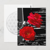 2つの赤いバラ ポストカード (正面/裏面)