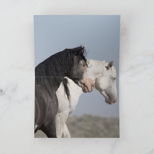 2つの野生の牡馬が会う – ワイルドホースのグリーティングカード カード (内部)