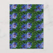 2つの青いハイビスカスの花が植物に ポストカード (正面)