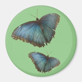 2つの青モルフォ蝶お客様。BGカラーマグネット マグネット