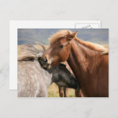 2つの馬はがき ポストカード (正面/裏面)