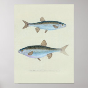2つの魚の動物学的スケッチ ポスター