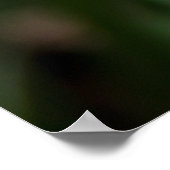 2つの黄色のチューリップのフィールドの写真 ポスター (角)