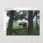 2つの黒い美しい ポストカード (正面/裏面)