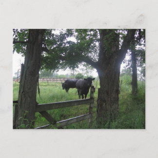 2つの黒い美しい ポストカード