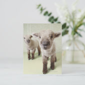 2つのLambs屋内とフローラ壁紙 ポストカード (スタンド正面)