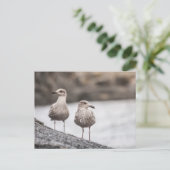 2つのSeagulls自然写真 ポストカード (スタンド正面)