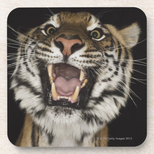 2つをとどろいているトラ コースター (正面)