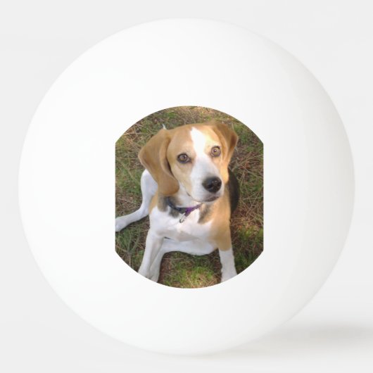 2つを坐らせているビーグル犬 卓球ボール (正面)