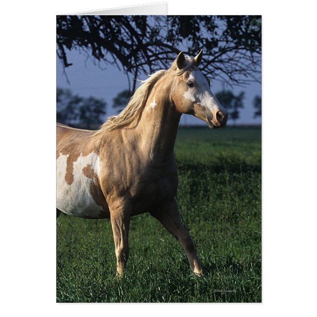 2つを立てているペンキの馬 (正面)