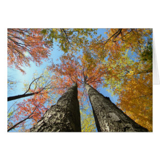2つを調べる紅葉