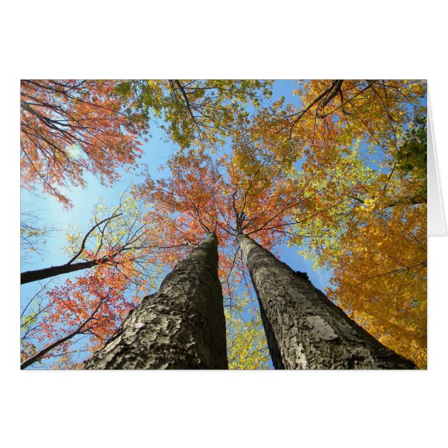 2つを調べる紅葉 (正面横)