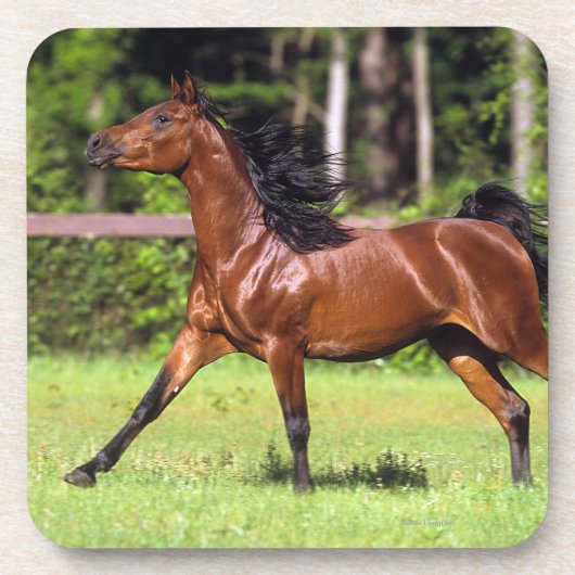 2つを走っているアラビアの馬 コースター (正面)