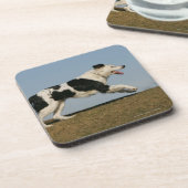 2つを走っているボーダーコリー コースター (左側)
