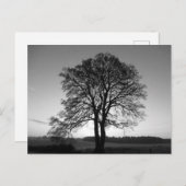 2つ一つ:フォークした木 ポストカード (正面/裏面)