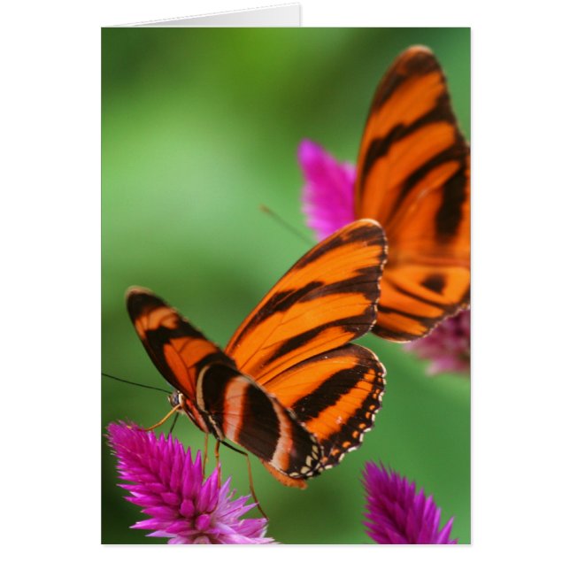 2のための昼食 (正面)