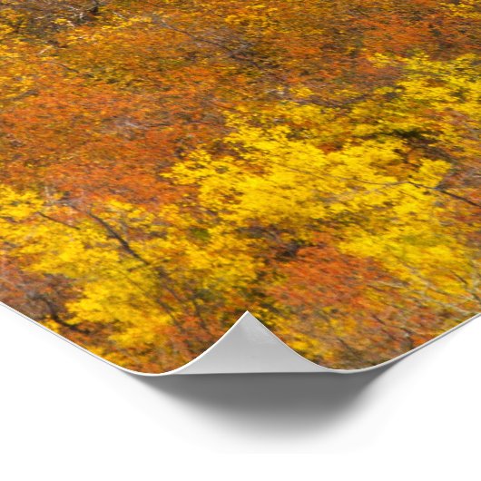 2のピーク秋の色でクズィック《植物》アスペンの木立 ポスター (角)