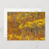 2のピーク秋の色でクズィック《植物》アスペンの木立 ポストカード (正面/裏面)