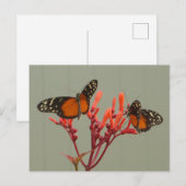 2オレンジ白黒蝶DIYはがき ポストカード (正面/裏面)