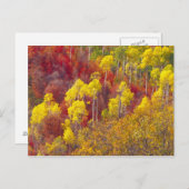 2カラフルのLogan Canyon Utahの《植物》アスペン ポストカード (正面/裏面)